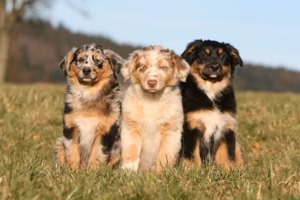 Drei WIFI Hunde