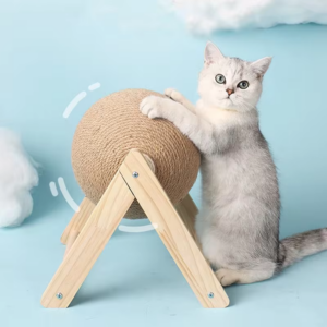 Eine weiße Katze